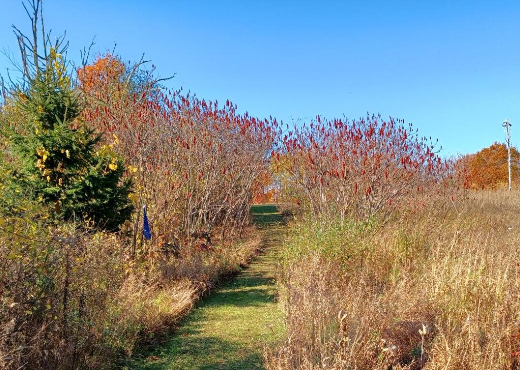 Meadow Path peace and wellness trail