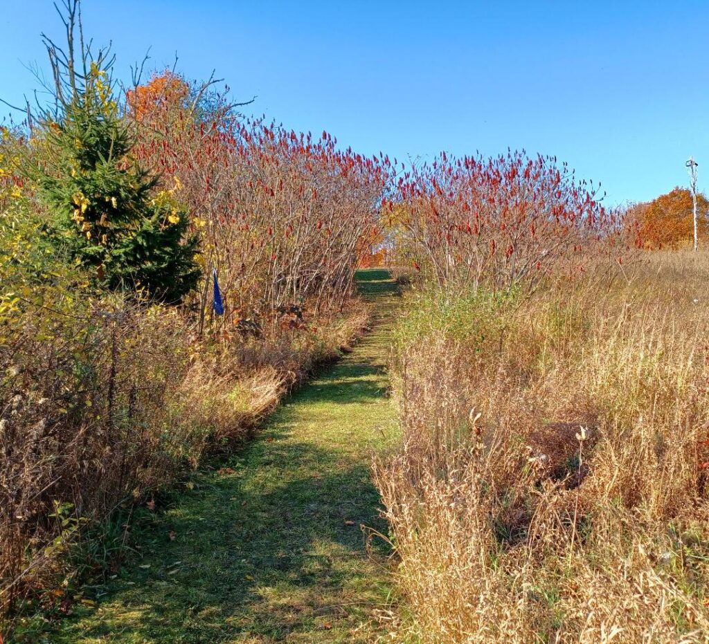Peace and Wellness Trail